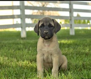 Adorable English Mastiff Puppies