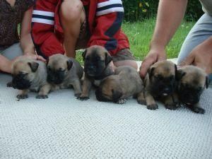 Beautiful English Mastiff Puppies for…