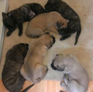 Purebred Mastiff Puppies