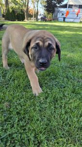 English Mastiff