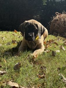 AKC Registered English Mastiff Puppy - Champion Lineage