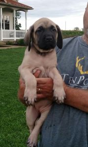 AKC English Mastiff Puppies