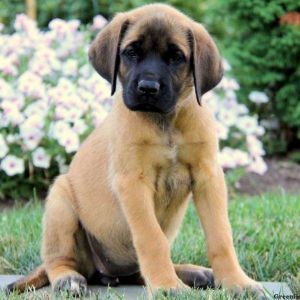 English Mastiff Puppies For Sale