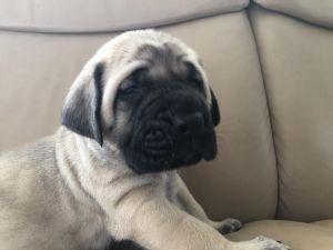 English mastiff