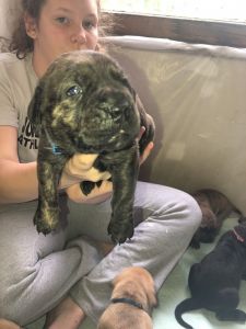 English Mastiff puppies