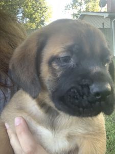 Mastiff puppies