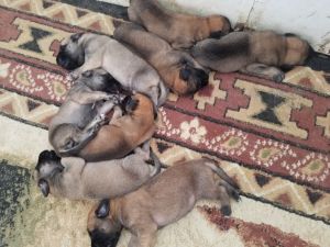 Mastiff Puppies Available now