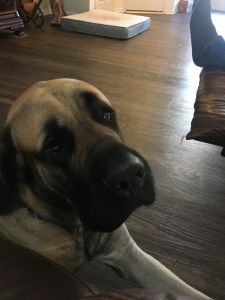 Bear 3 yr old Mastiff