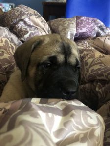Adorable mastiff puppy