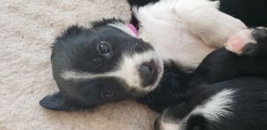 English Shepherd puppies for sale