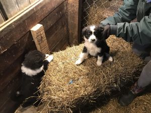 Purebred English Shepherd Pups
