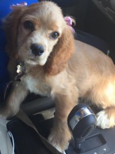 Selling beautiful cocker spaniel
