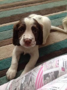 Lovely Springer Pups For Sale Ready