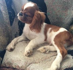 English Toy Spaniel