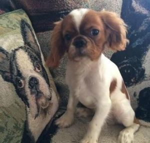 Amazing Male/female English Toy Terrier Puppies.