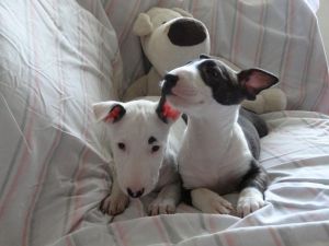 English Bull Terrier puppies
