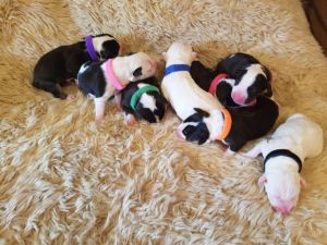 English Bullterrier Puppies For Sale