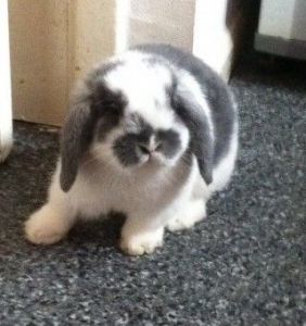 Babies Rabbits Various Colours Ready Now