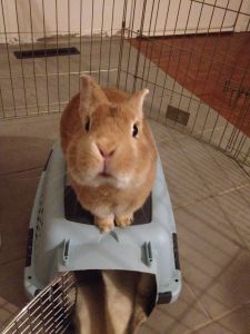 Beautiful rabbit immaculately potty trained needs new home