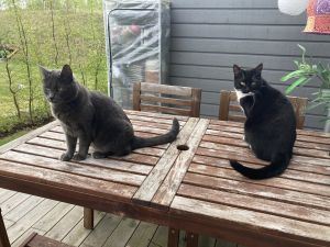 Two loving sisters are looking for a new home