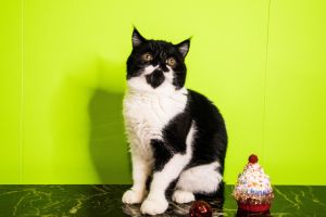Exotic Shorthair 😻CFA TEDDY black & white KITTEN😻