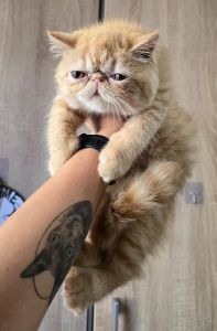 exotic shorthair kittens for sale