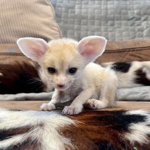 fennec fox for sale