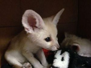 Stunning Fennec Fox Kits For Sale- ***