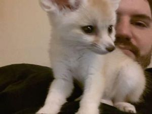 Tamed and neutered Fennec Fox kits