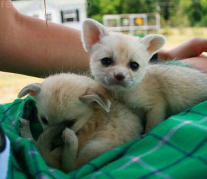 Potty train fennec fox for sale