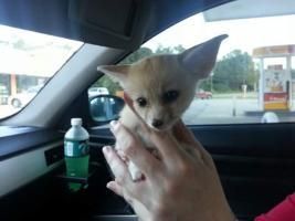 Fennec Foxes For Sale