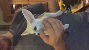 Sweet and playful fennec fox babies #*** *** ***8