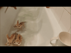 Male and female Fennec Foxes for sale