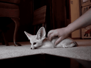 Female Fennec Fox Bottle Babies