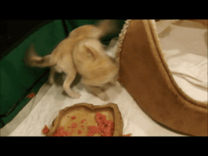 FENNEC FOX PUPPIES AVAILABLE