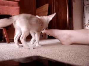 MALES AND FEMALES FENNEC FOX FOR ADOPTION