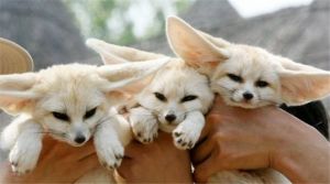 Fennec Fox For Sale Text:(***) ***-***2