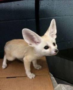 Fennec Fox for Xmas