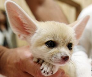 Fennec Fox For Sale
