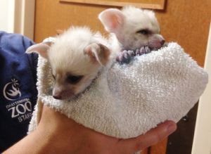 Fennec Fox young ready for adoption