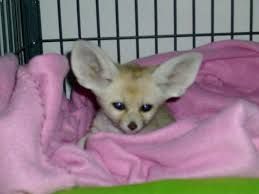 cute fennec foxes
