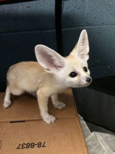 Two lovely Fennec Fox pet Text ***