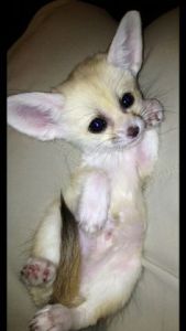 Male and Female Fennec Fox litters as pet Text ***