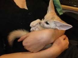 Fennec fox babies for sale