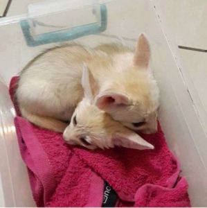 Contact us if Looking for pet Fennec Fox kits ***