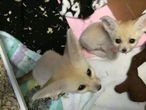 12 weeks fennec fox text (***) ***-***2