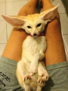 fennec fox for sale text ***