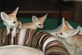 Sweet and Lovely Fennec Fox pet ready Text ***