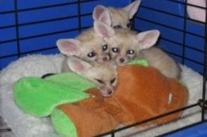 Male And Female fennec foxes