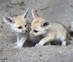 Nice And Healthy Fennec Fox Available text ***